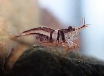 Creveti Arlechin Harlequin Shrimp