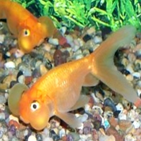 buble eye goldfish