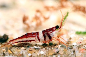 Creveti Arlechin Harlequin Shrimp