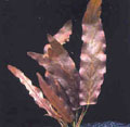 Barclaya ongifolia